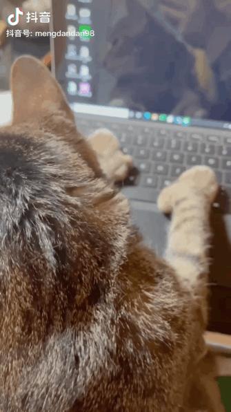 给猫剪指甲指甲劈开了有没有事了,给猫猫剪指甲失误