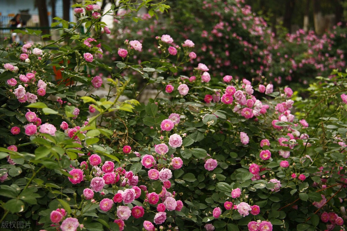 郁郁葱葱的多肉植物,适合阳光足的一年四季开花的植物