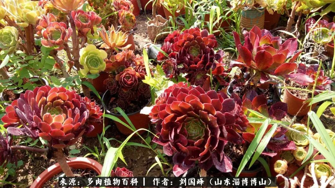 多肉安全度夏技巧,多肉如何度夏教学