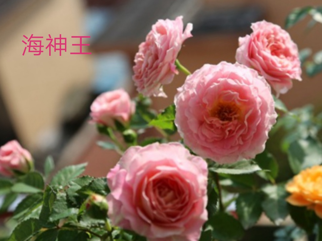 阳台系列月季品种大全,微型月季藤本月季