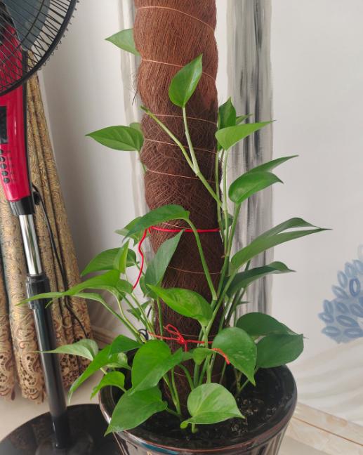 绿萝盆栽怎么插柱子,大叶绿萝怎么往柱子上缠绕