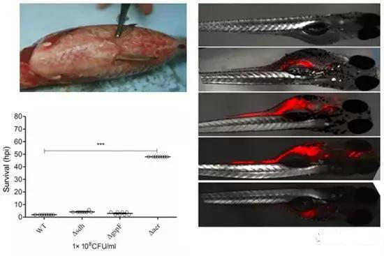 鱼类败血症病原,鱼类败血症的症状