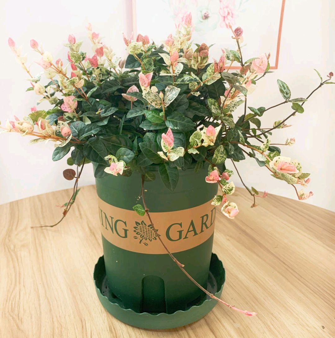 100种绿植大全,50种盆栽绿植花卉大全