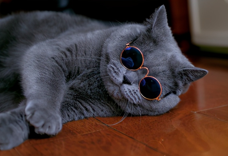 养猫选蓝白还是蓝猫,养猫养英短还是美短好