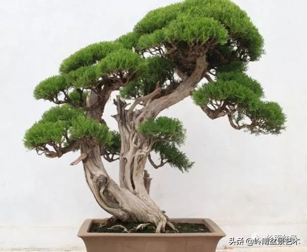 双干树,双干型果树