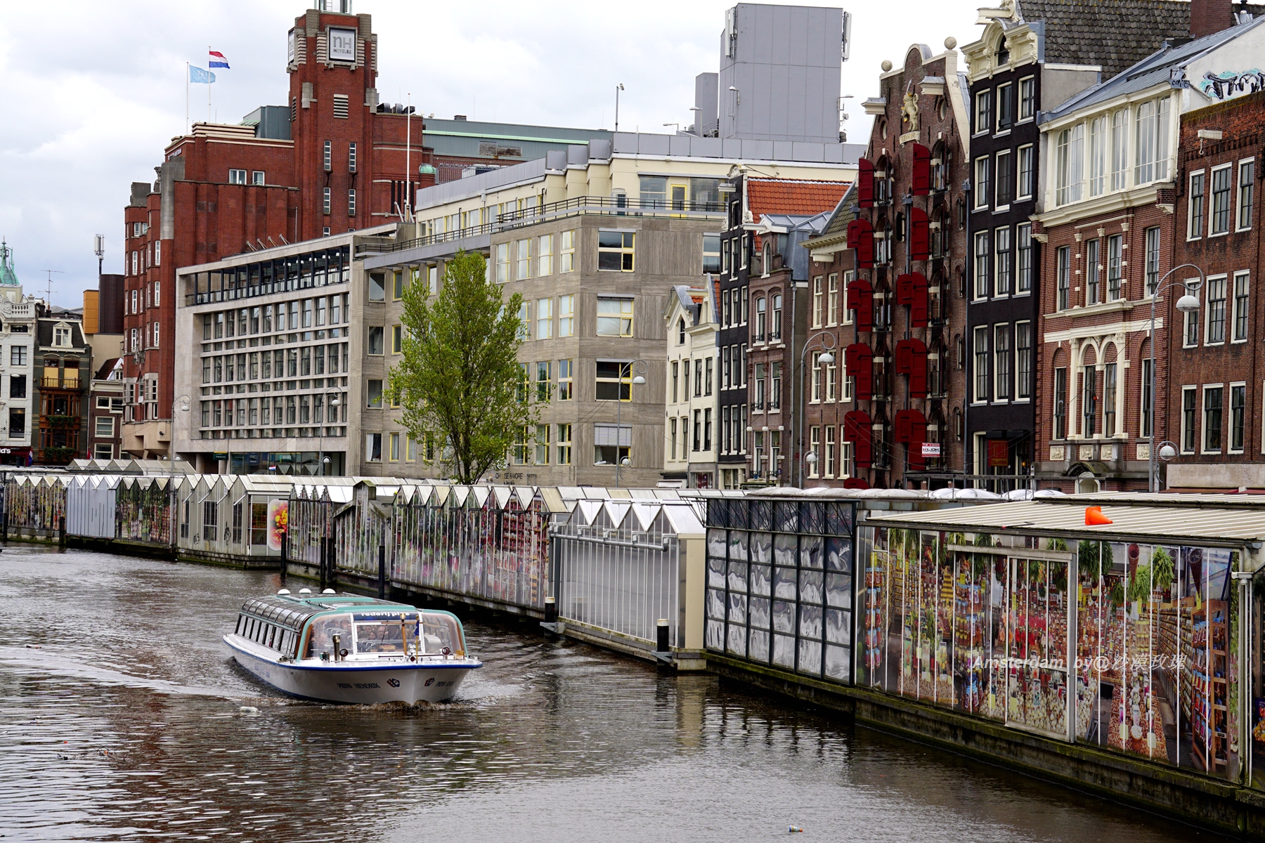 带你观赏荷兰郁金香,荷兰郁金香花海什么时候开