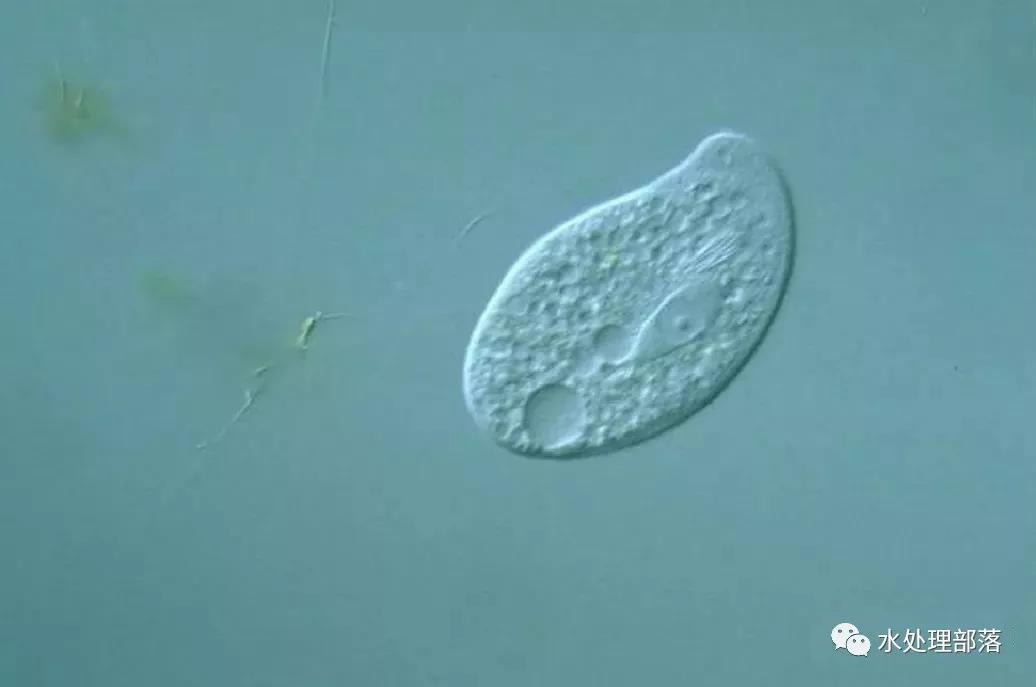 高清丨污水处理微生物图谱