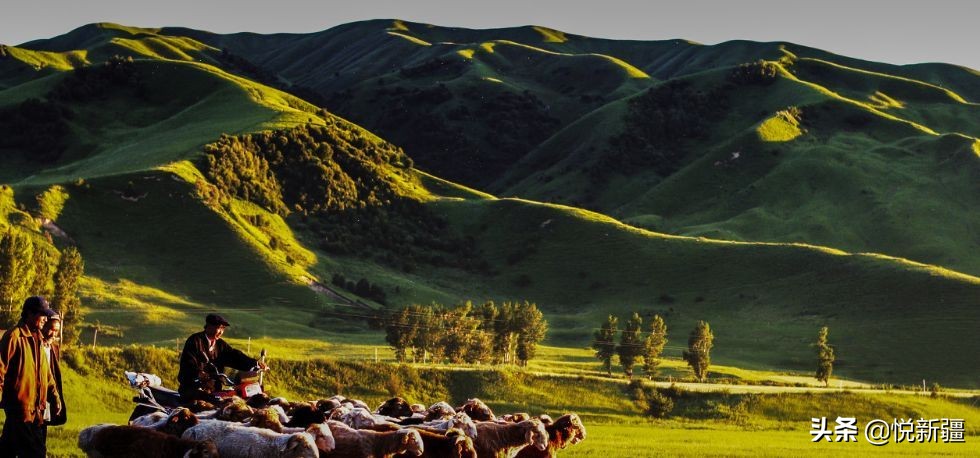 我来告诉你*疆新**为撒不包邮！！