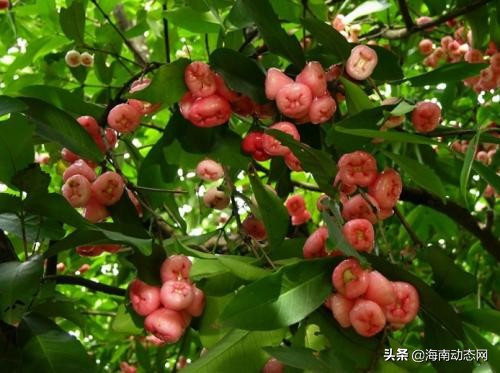 趁着春光出游海南,趁着春光明媚去旅行