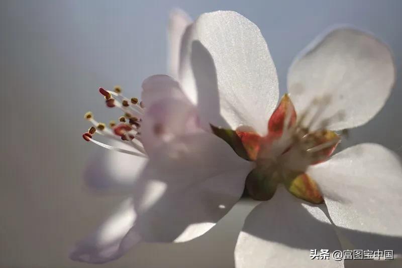 桃花怎么拍才好看,桃花怎么拍摄才能出新意