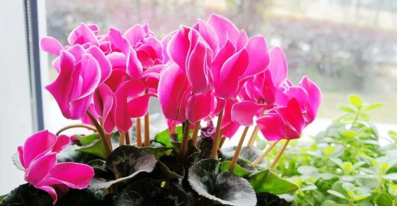 养仙客来勤做2个动作开花更多,如何养仙客来一年开几次花