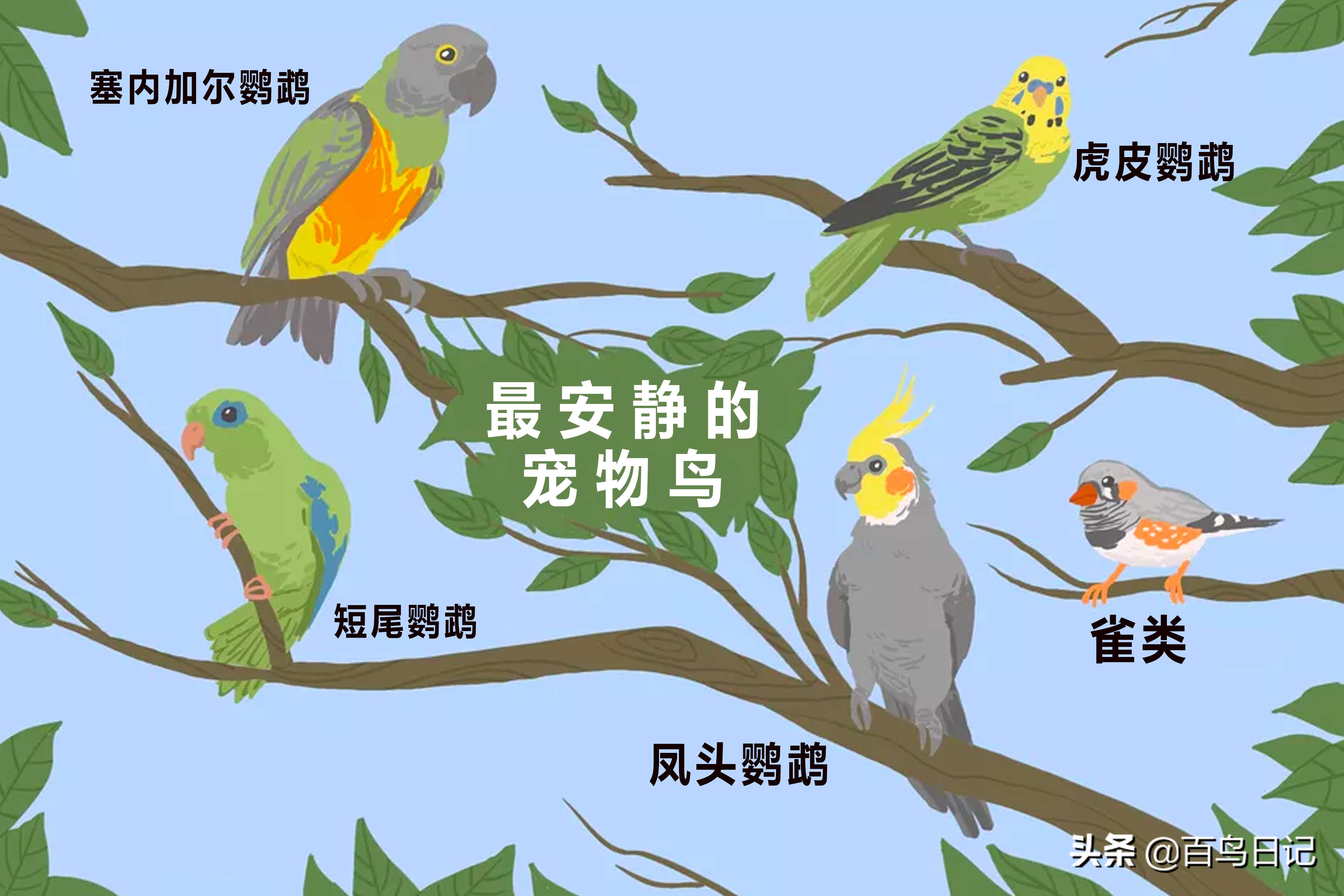 第五十七课：5种安静的宠物鸟物种