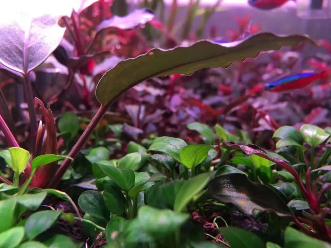 草缸洞穴造景怎么做,草缸自己动手布置