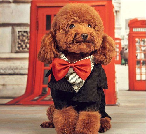 狗狗眼周泛白流眼泪睁不开眼,狗狗眼睛睁不开口吐白沫