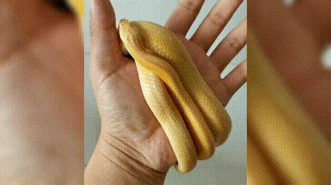 蟒蛇不吃不喝直直躺在主人身边,蟒蛇不吃不喝只记得躺在主人旁边