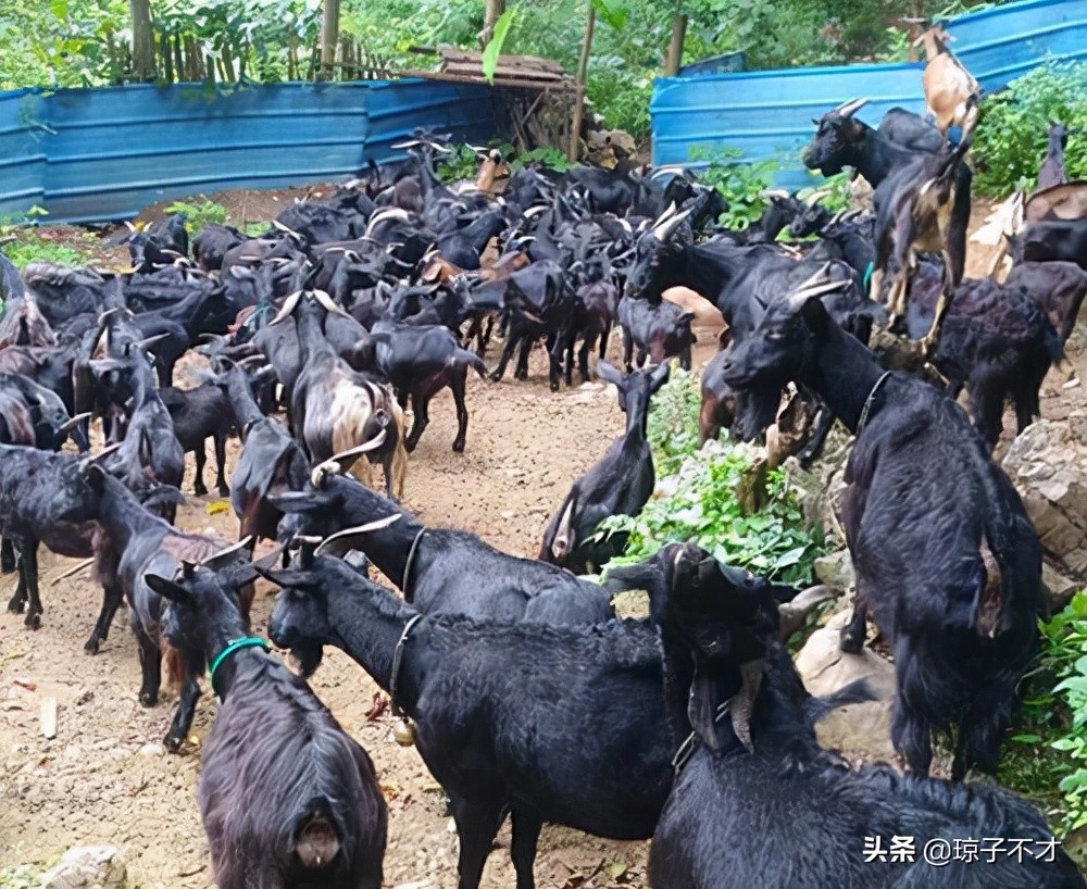 养羊的利润与成本计划书,养羊50只羊要投资多少钱