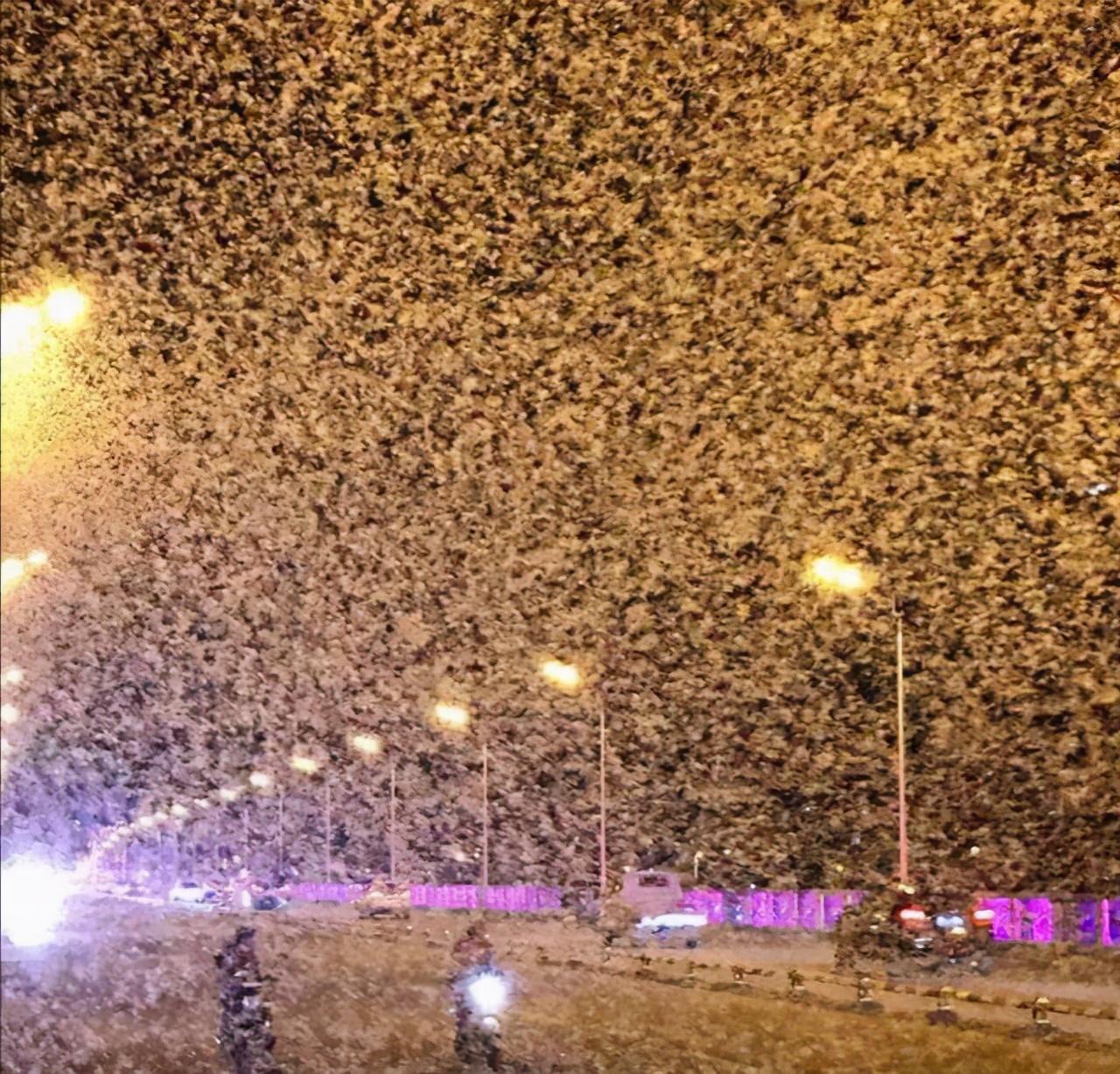 河南邓州突现大量飞蛾！密密麻麻，如雪片乱飞，是天气要突变了吗