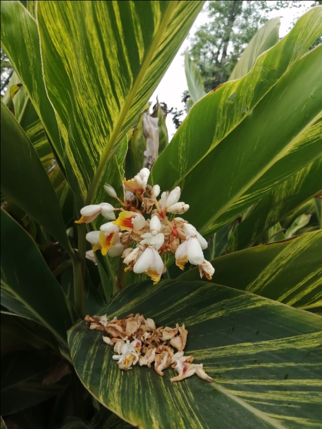 新能源汽车的利弊,二手新能源电动汽车利弊