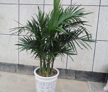 富贵椰子发黄怎么救,富贵椰子怎么分株栽培视频