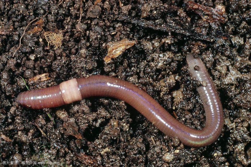 国外网友分享的动植物昆虫笔记,北方常见的昆虫科普知识大全集