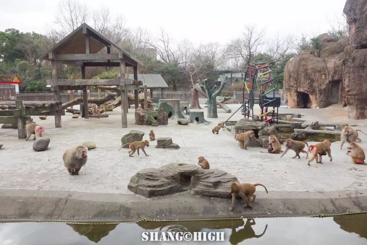 记者探访广州动物园,动物园观察动物