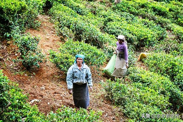 去斯里兰卡旅游攻略,1月去斯里兰卡旅游的最佳攻略