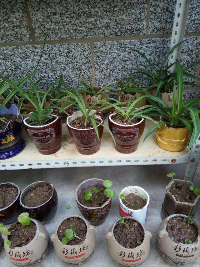 家庭花盆制作方法大全,家庭自制花盆简单做法图片