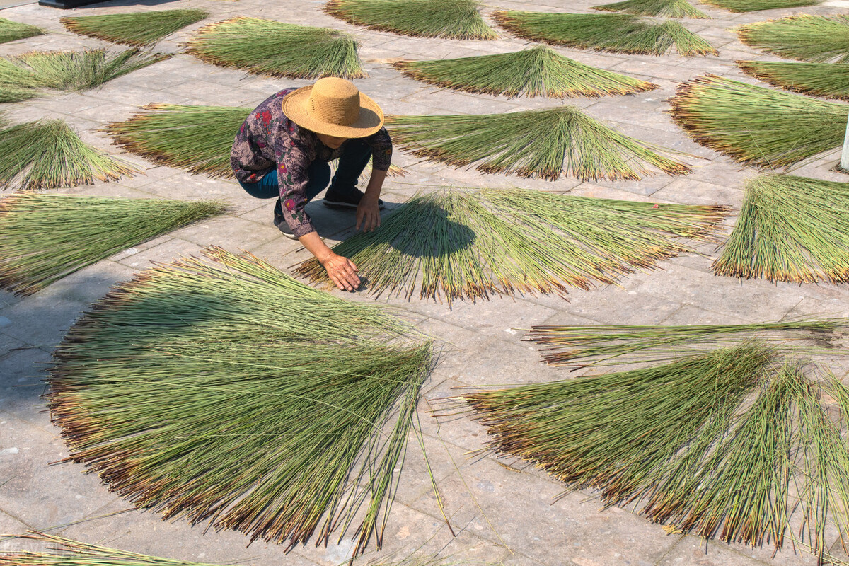 蔺草,你可能没听说过但多半用过,没有蔺草的夏天很难熬