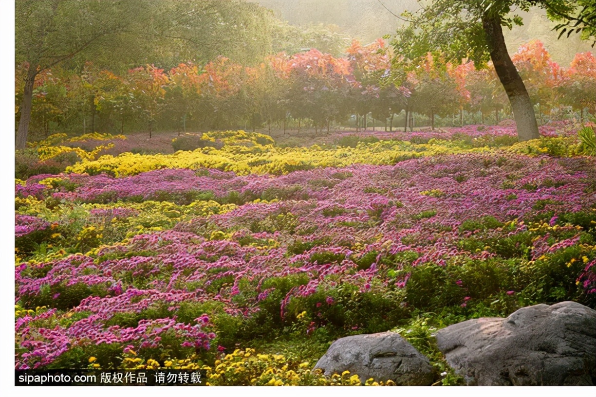 17处京城绝美银杏观赏点，看看有没有家门口的？
