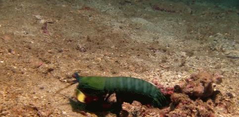 拳风打出音爆,螳螂虾的拳头真的可以击碎鱼缸吗