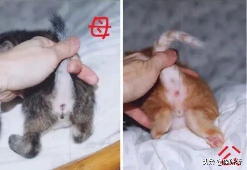 8个猫咪「性」的冷知识，务必背着主子看