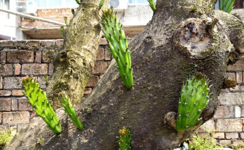 种仙人掌正确的方法,仙人掌如何养成肥厚叶片