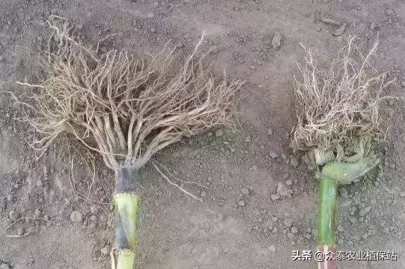 二甲四氯钠药害用什么药解救,玉米田药害