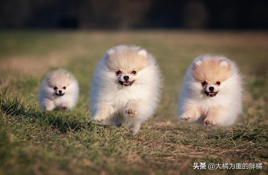 博美为啥脾气暴躁爱咬人,博美性格暴躁吗