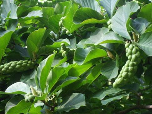 鐜夊叞鑺卞紑娲佺櫧鏃犵憰,鐜夊叞娲佺櫧鏃犵憰