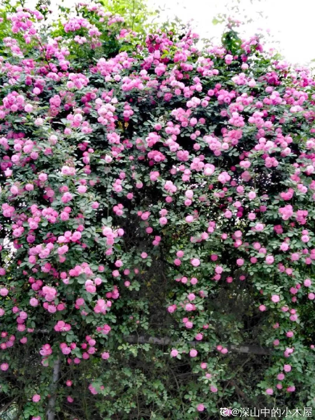 教你如何避开假货买到真品,一张图告诉你怎样分辨假货