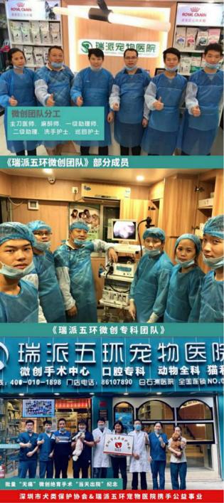 瑞派宠物医院猫咪绝育,瑞派宠物医院绝育套餐