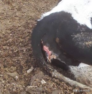 别再因为子宫内膜炎，牛揣不上犊了，教你方法