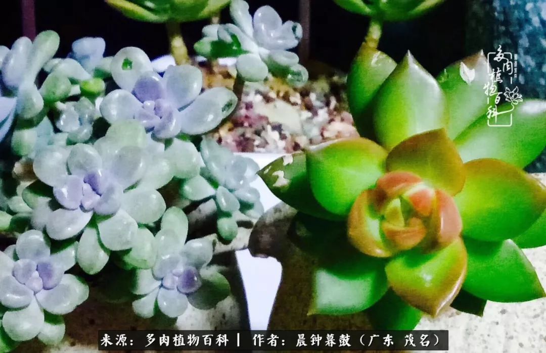 轻轻地告诉你，我的多肉也曾美过，不信你看看