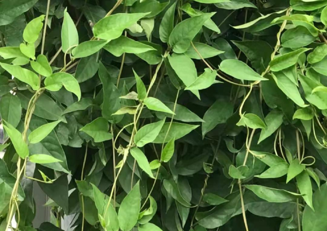 揭秘|这家中医院的“后花园”竟长着30多种野生中草药!