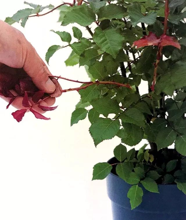 玫瑰爆芽初期怎么爆更多芽,玫瑰爆根的方法