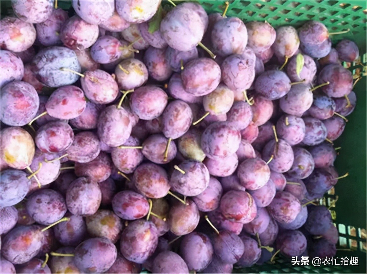 面对滞销2020年果农该何去何从,滞销果农心灰意冷收购商直言