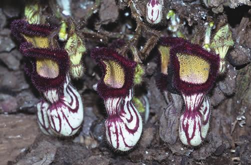 马兜铃科马兜铃属植物柔毛马兜铃,马兜铃目植物