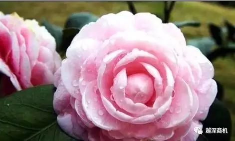 中国各大城市市花介绍,全国56市市花太美了的视频