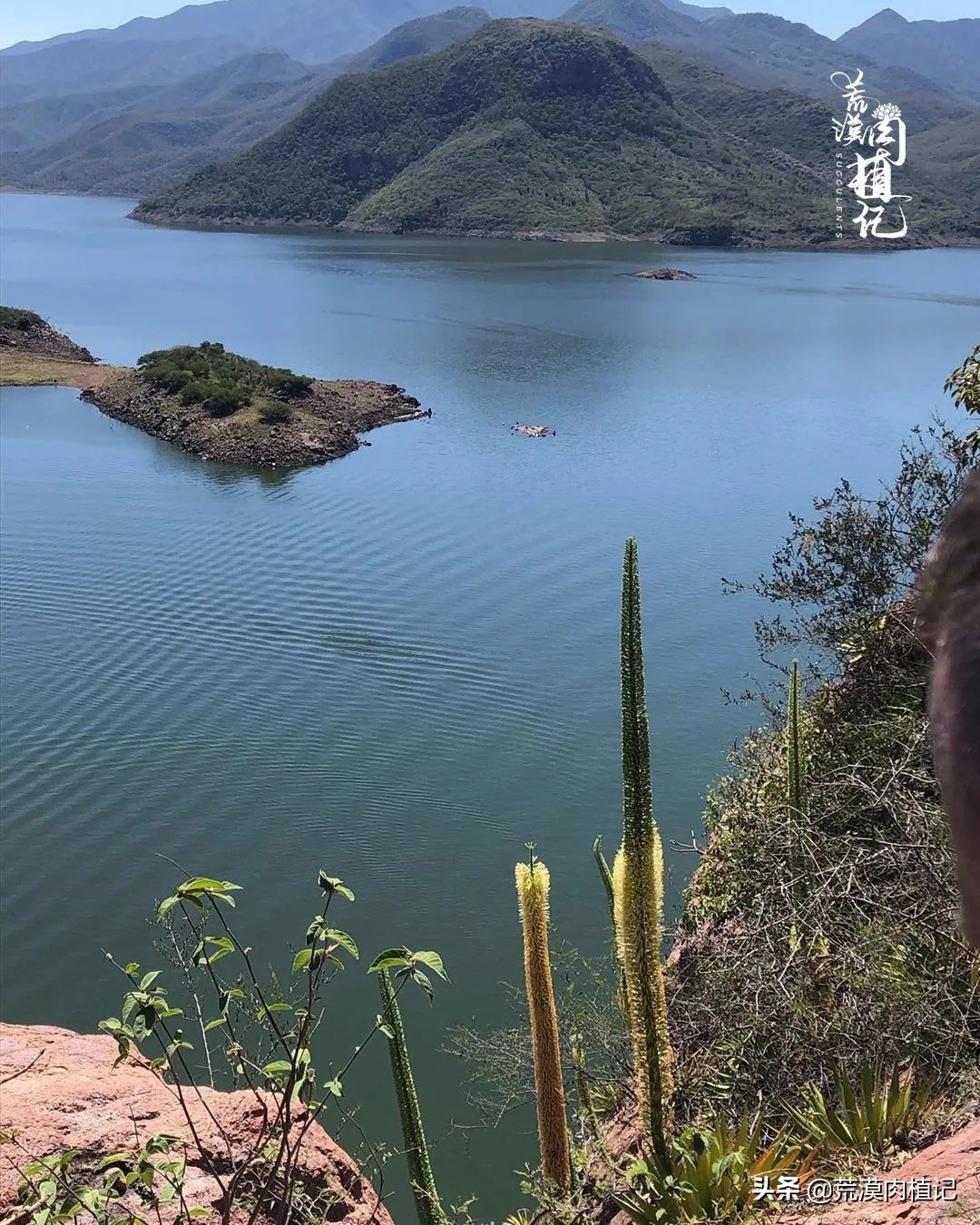 极品龙舌兰,精品龙舌兰欣赏