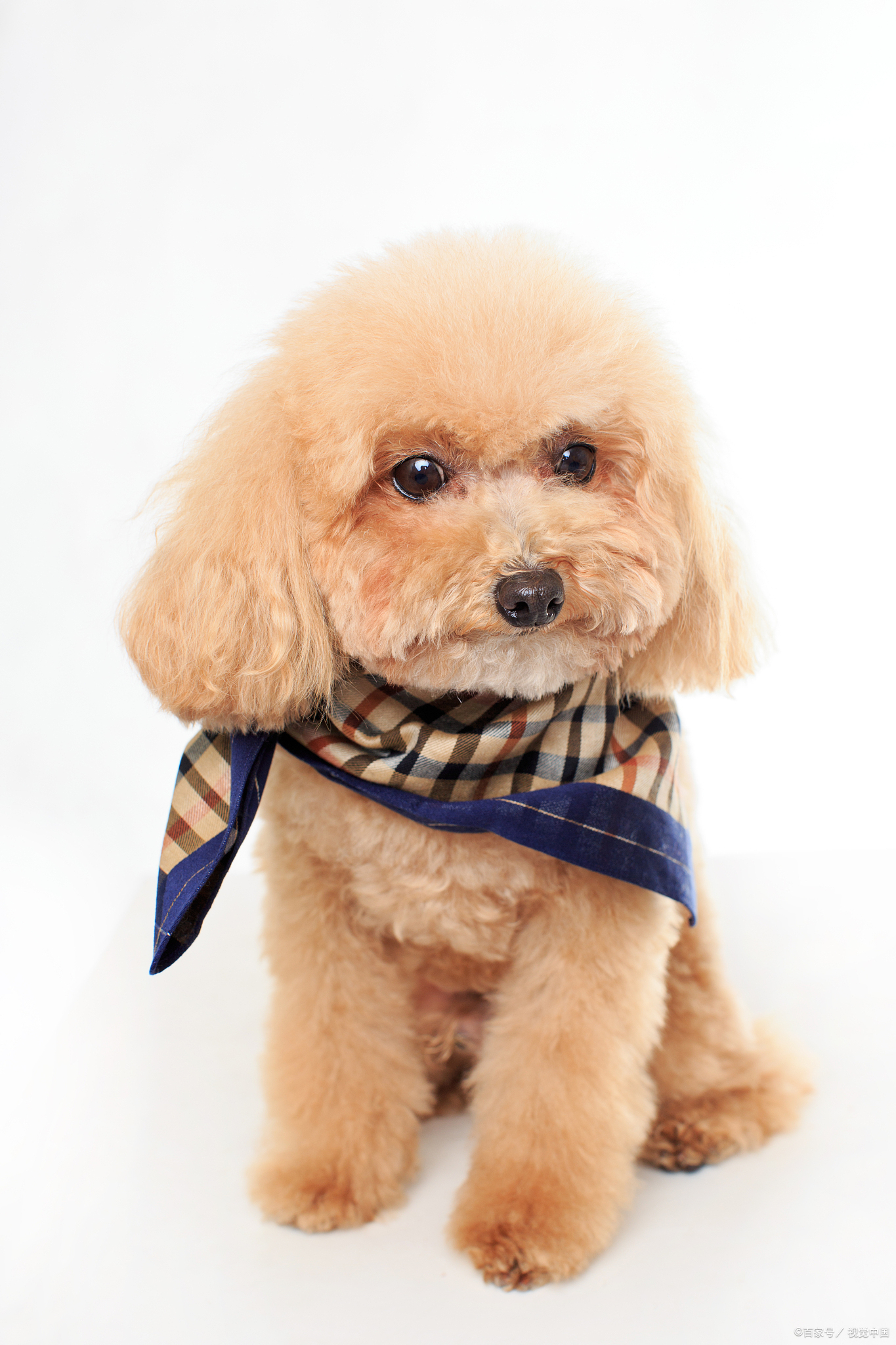 一个多月的泰迪吃多少狗粮合适,半岁的泰迪一餐吃多少狗粮