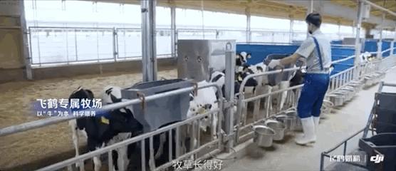 国产奶粉应该选哪一种,国产奶粉更适合中国体质