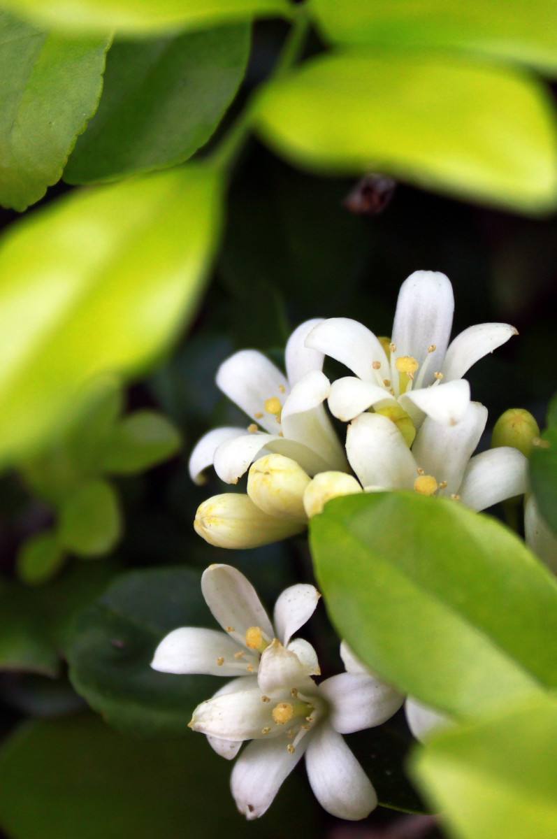 米兰花好养活吗怎么养护,米兰花容易养活吗怎么养