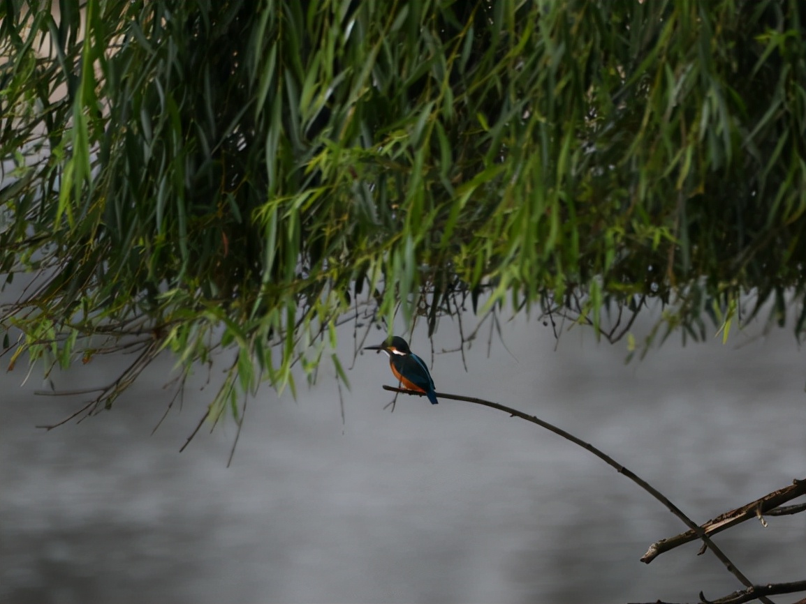 云南玉龙湖观鸟,临沧玉龙湖清晨的美景照片
