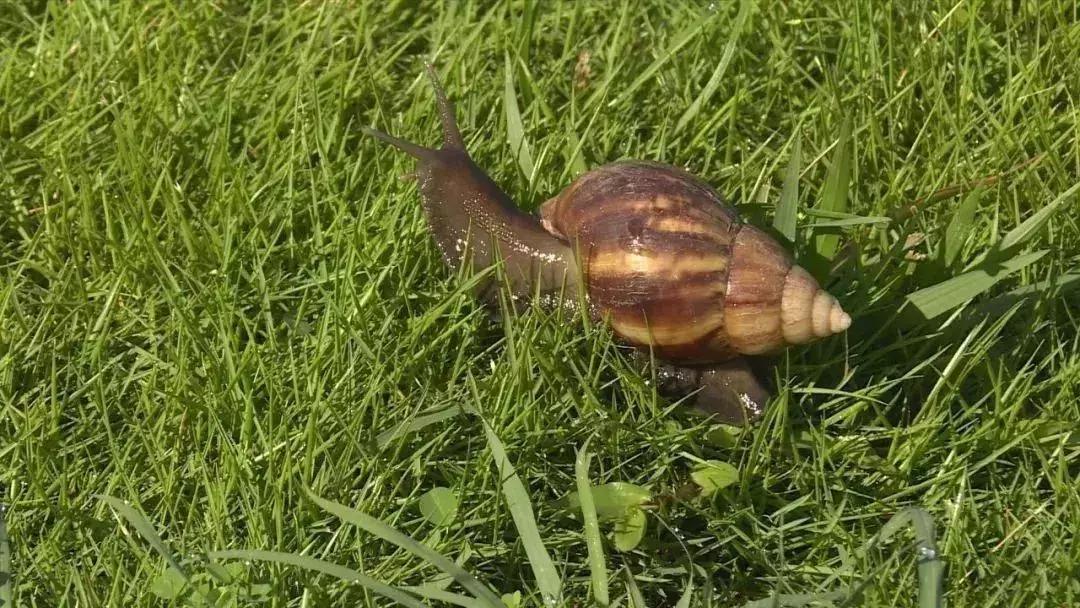 蜗牛携带结核杆菌,广东大蜗牛怎么传染结核病